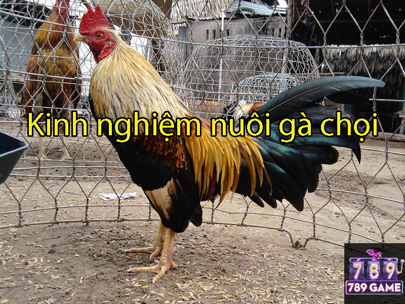kinh nghiệm nuôi gà chọi