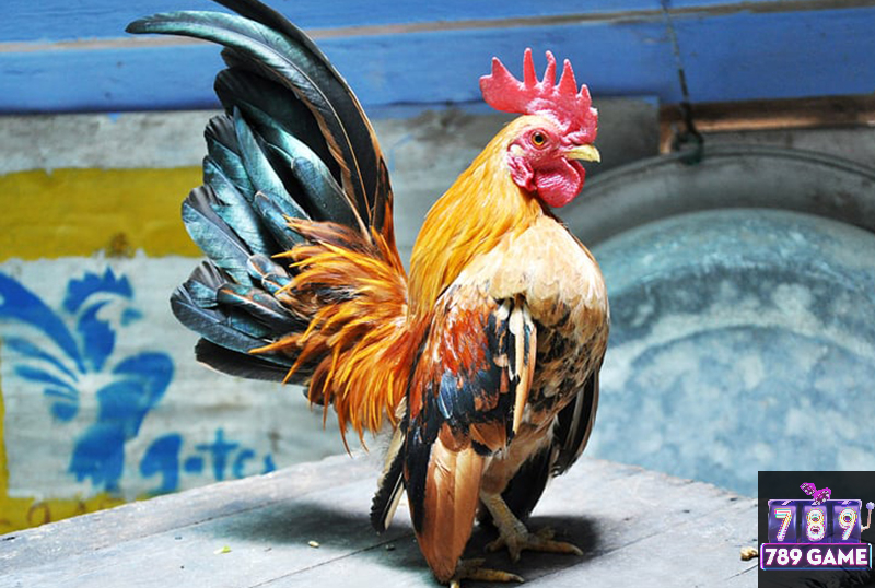 gà serama là giống gà gì